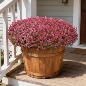 Wonderland Deep Rose, Alyssum
